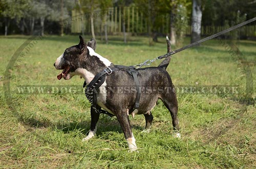 Leather Dog Harness with Shining Spikes for English Bull Terrier