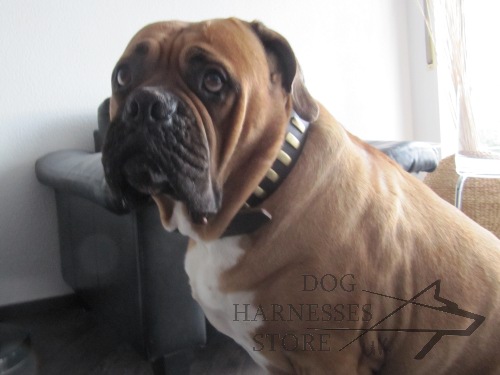 Bullmastiff Collar with Brass Plates for Walks in Style