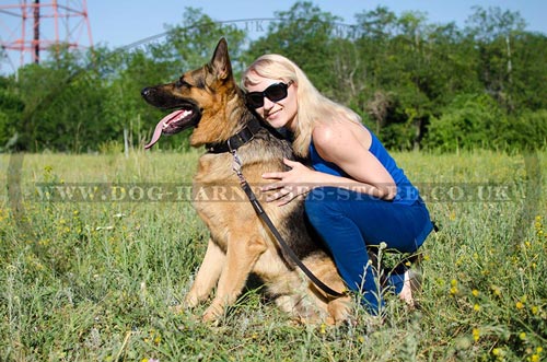 Buy New Dog Collar for Strong German Shepherd Style