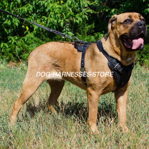 Cane Corso Leather Harness for Agitation UK - Click Image to Close