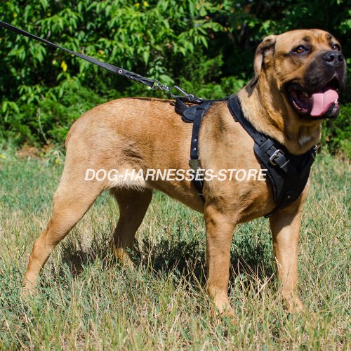 Cane Corso Leather Harness for Agitation UK