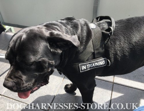 Cane Corso Harness Multifunctional of Nylon - Click Image to Close