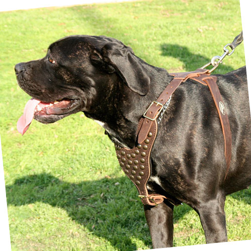 Walking Dog Harness for Large Dogs with Best Studs