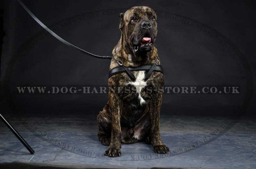 Cane Corso Harness for Tracking UK Padded