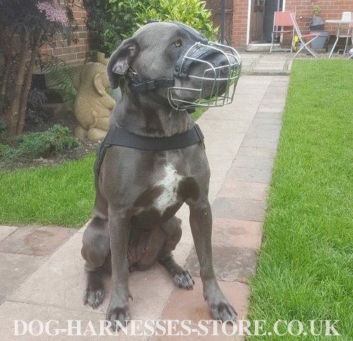 Cane Corso Muzzle Wire Perfectly Ventilated for Everyday Use - Click Image to Close