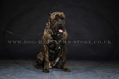 Cane Corso Designer Leather Harness with Studs