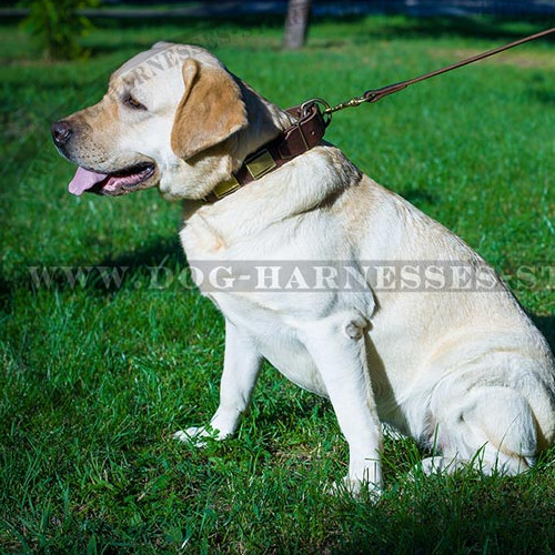 Chic Dog Collar with Bronze-Like Large Brass Plates for Labrador