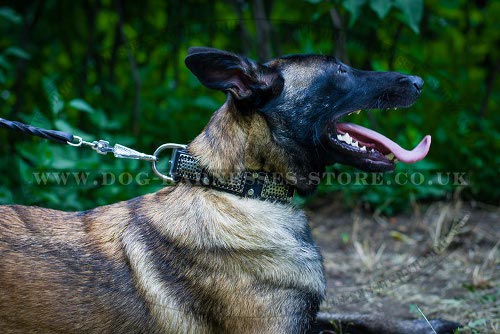 Belgian Malinois Collar Decorated with Cones & Antique Plates