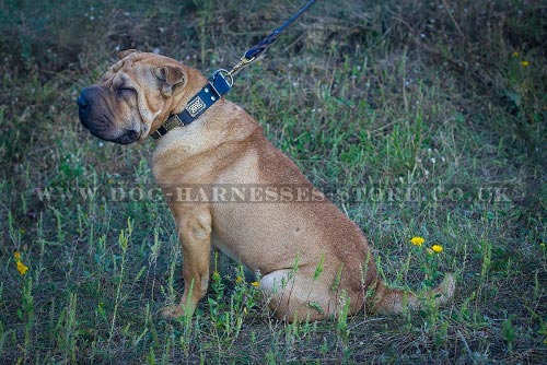 Collar for Shar-Pei Dog, Leather with Ancient-Like Brass Plates