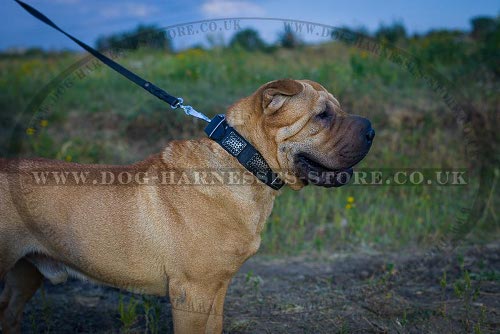 Collar for Shar-Pei Dog, Leather with Ancient-Like Nickel Plates