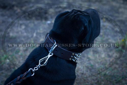 Collar for Shar-Pei Dog of Cones and Spikes Decorated Leather