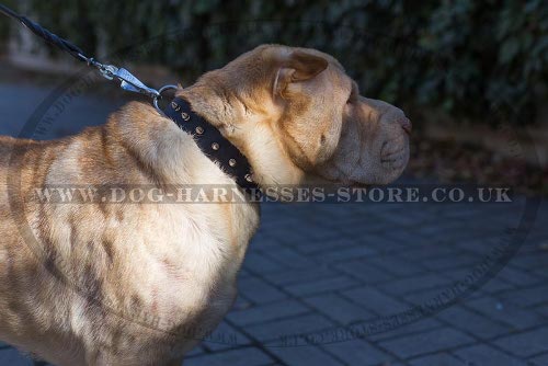 Collar for Shar-Pei of Narrow Leather with Row of Spikes