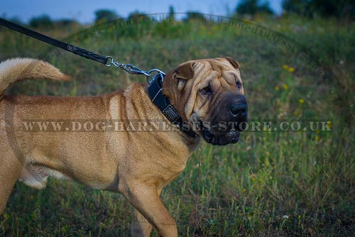 Collar for Shar-Pei, Leather with Semi-Antique Plates and Cones