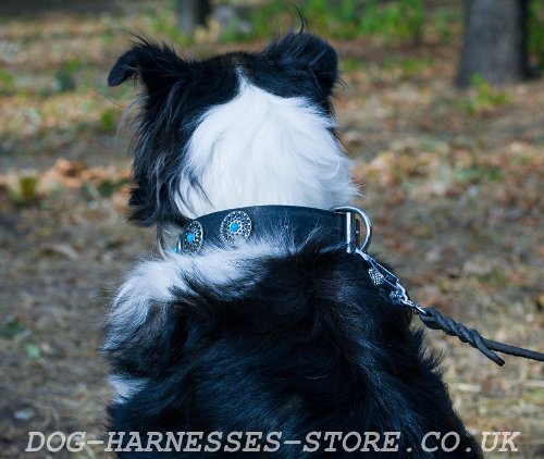 Collie Collar of Exceptional Design with Turquoise Stones Decor