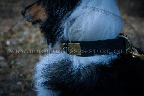 Antique Leather Dog Collar with Spikes and Plates for Collie - Click Image to Close