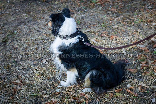 Vintage Style Dog Collar with Plates and Pyramids for Collie