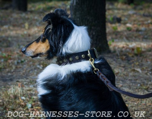 Cool Dog Collar for Collie of Real Leather with Brass Cones