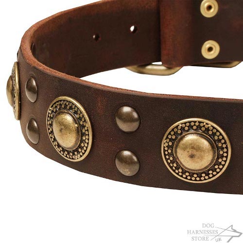 Cool Modern Dog Collar UK with Gold-Like Brass Circles and Studs