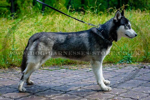 Cute Husky Dog Collar of Leather with Cones and Studs for Walks