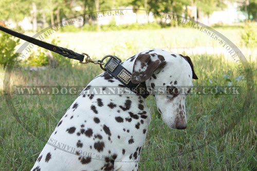 Ancient Style Decorated Leather Dog Collar for Dalmatian