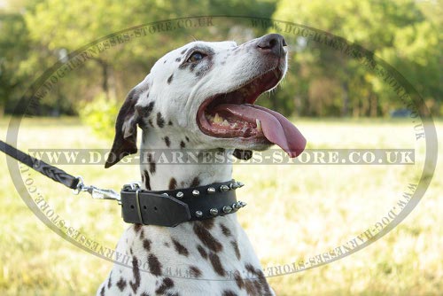 Dalmatian Collar Decorated with Two Rows of Shining Spikes