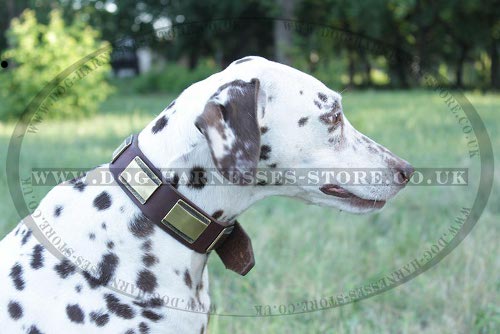 Gorgeous Dalmatian Collar with Brass Plates for Perfect Look