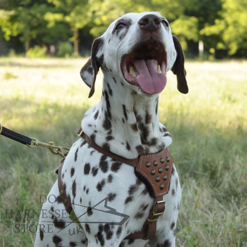 Small Dalmatian Harness Adorned with Half-round Studs ⚫