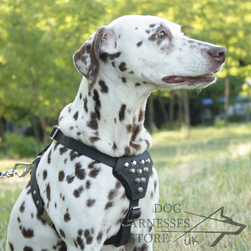 ▴ Dalmatian Harness with Silver Cones▴