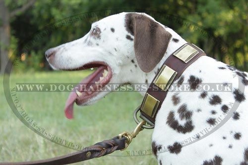 Dalmatian Leash for Reliable Handling and Walking in Style