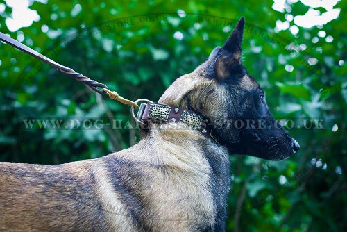 Bestseller! Belgian Malinois Decorative Leather Dog Collar