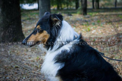 Decorative Dog Collar with Nickel Plates and Cones for Collie