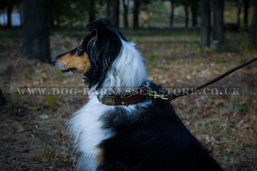 Decorative Leather Dog Collar Relief Plates & Cones for Collie