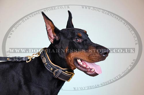 Designer Dog Collar with Padding for Noble Doberman