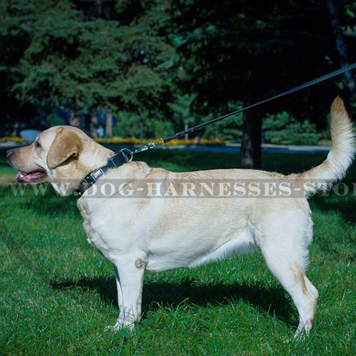 Luxury Dog Collar with Nickel Plates & Cones of Pure Leather