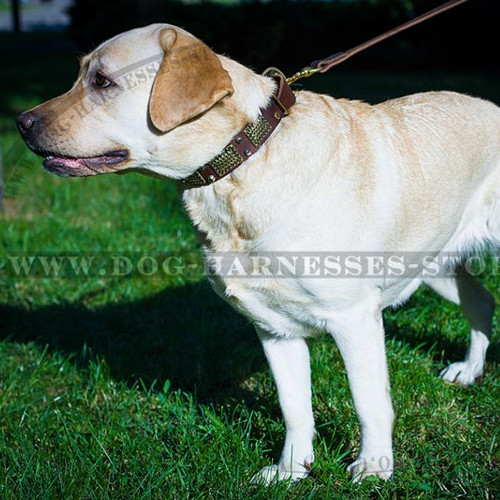 Designer Dog Collar with Brass Plates & Nickel Pyramids for Labs