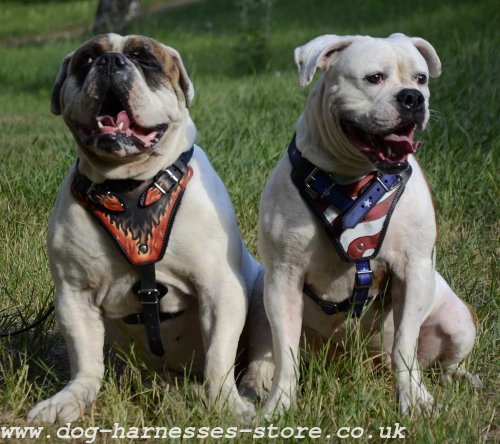 American Bulldog Dog Harness "American Flag"