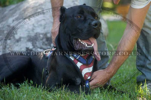 Cane Corso Hand Painted Leather Harness "American Pride"