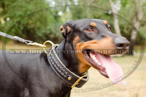 Doberman Collar of 2-ply Leather with Braids, Brass Buckle