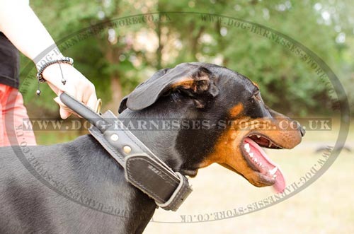 Doberman Collar with Handle of 2-ply Leather for Agitation - Click Image to Close