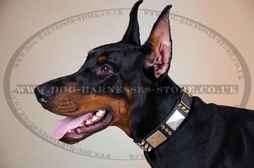 Doberman Collar with Golden Spikes and Silver Plates for Walks