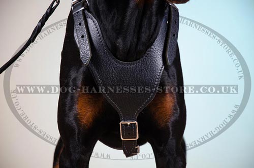 Doberman Harness of Smooth Design for Walks & Training