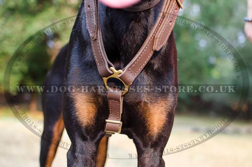 Doberman Harness UK for Long Walks, Training & Bikejoring