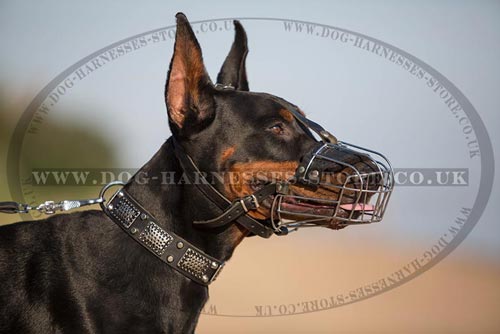 "Mad Max" Style Doberman Collar with Nickel Plates & Cones