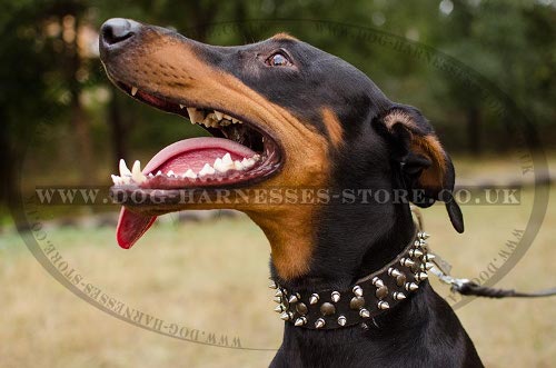 Doberman Leather Dog Collar Decorated with Spikes and Studs