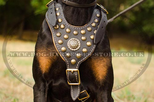 Doberman Leather Harness Nappa Padded with Brass Hardware