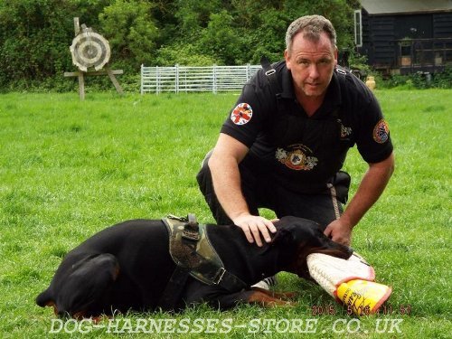 Doberman IGP Training with Bite Sleeve and Jute Cover