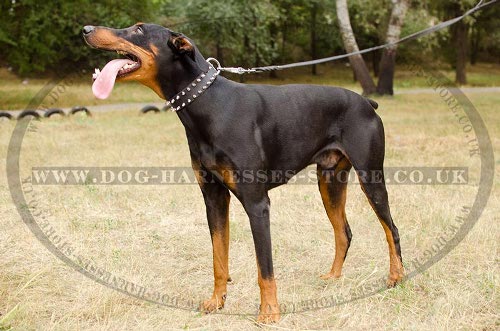 Doberman Spiked Collar of Selected Leather for Walking