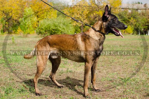 Choke Collar for Belgian Malinois, Nappa Padded Stitched Leather