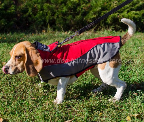 Dog Coat for Warming Beagle and Other Cute Breeds)!