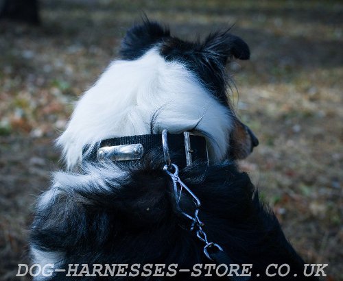 Collie Dog Collar for Identification, Control & the Best Comfort